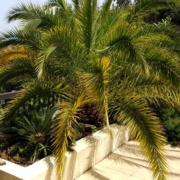 20190610-Nice-05-De-palm-e1614503959530.jpeg